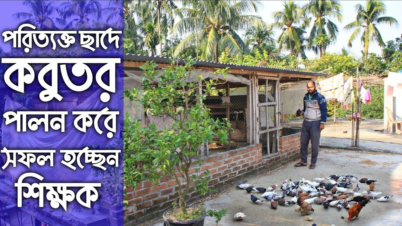 পরিত্যক্ত ছাদে আবদ্ধ অবস্থায় দেশি কবুতর পালন করে সফল হচ্ছেন শিক্ষক । সহজে  কবুতর পালন পদ্ধতি #1