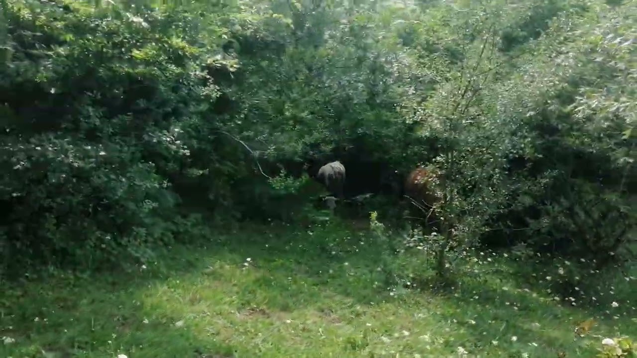 Mera / Düveler / Heyecan