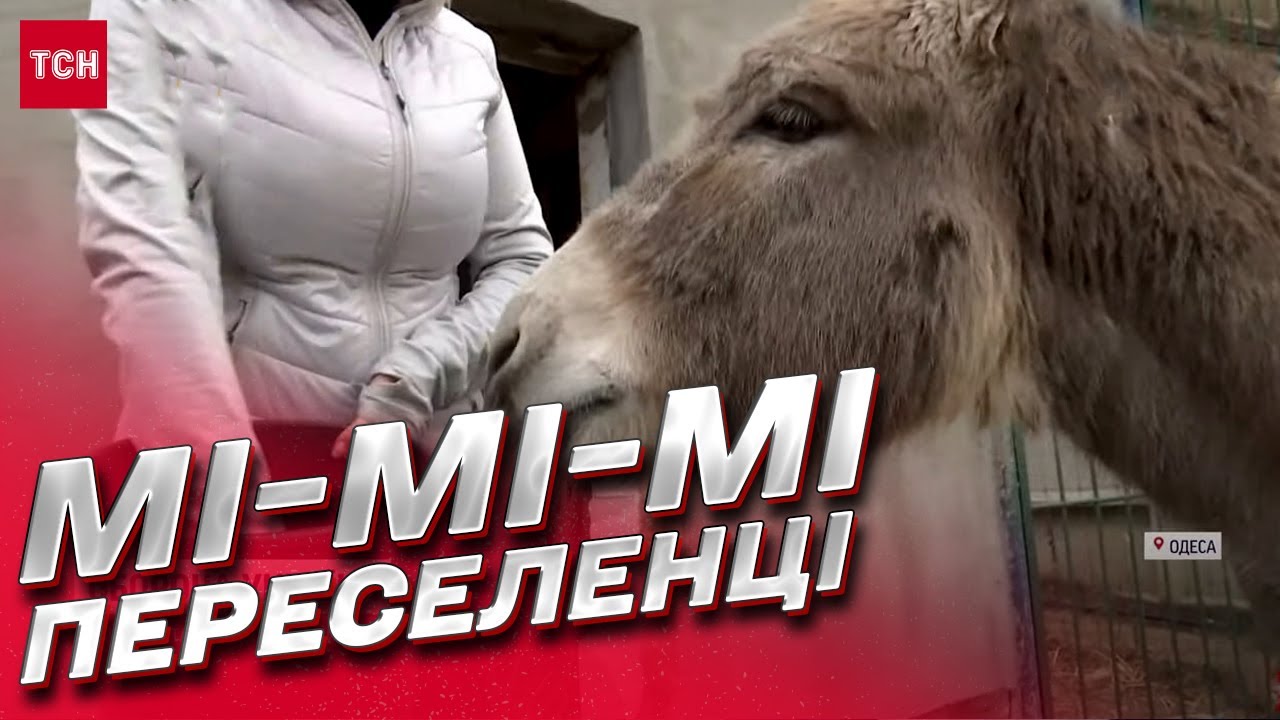 Крокодил из поезда и ишак Хаймерс! Киевский зоопарк приютил 400 животных-переселенцев
