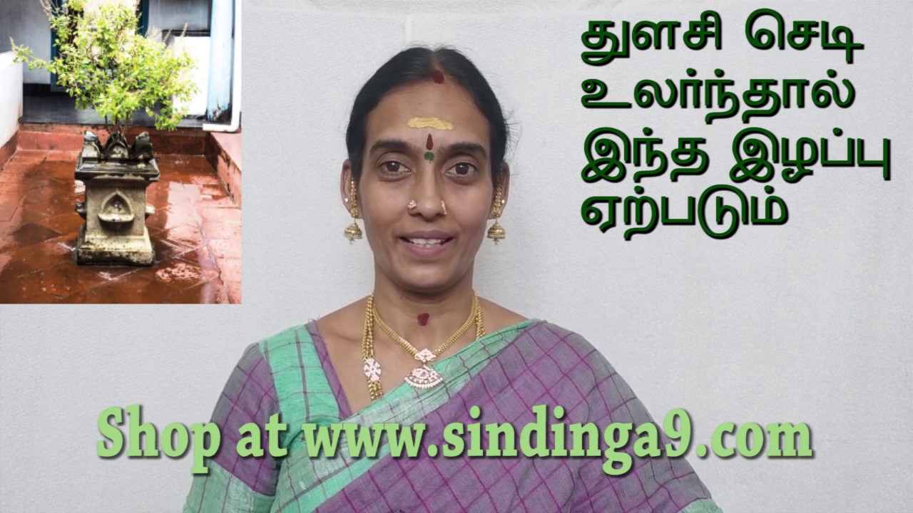 துளசி செடி பசுமையாக இருக்க. Do this! The Thulasi always growing fresh