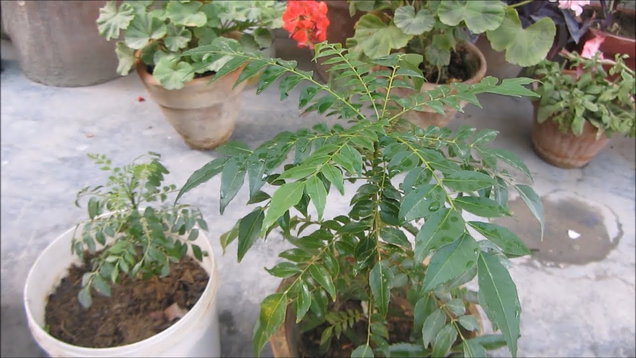 How to Grow Curry Leaf Plant | Complete Guide