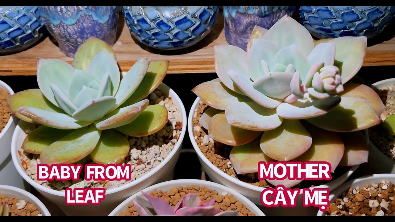 #419 PROPAGATE ECHEVERIA CREAM TEA FROM LEAVES | NHÂN GIỐNG SEN HÀN BẰNG LÁ | NHÂN GIỐNG SEN ĐÁ