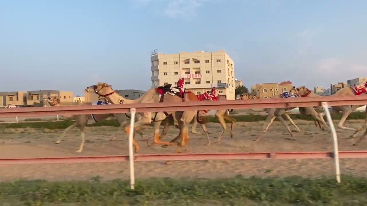 الشوط  4.  / 8-2-2026