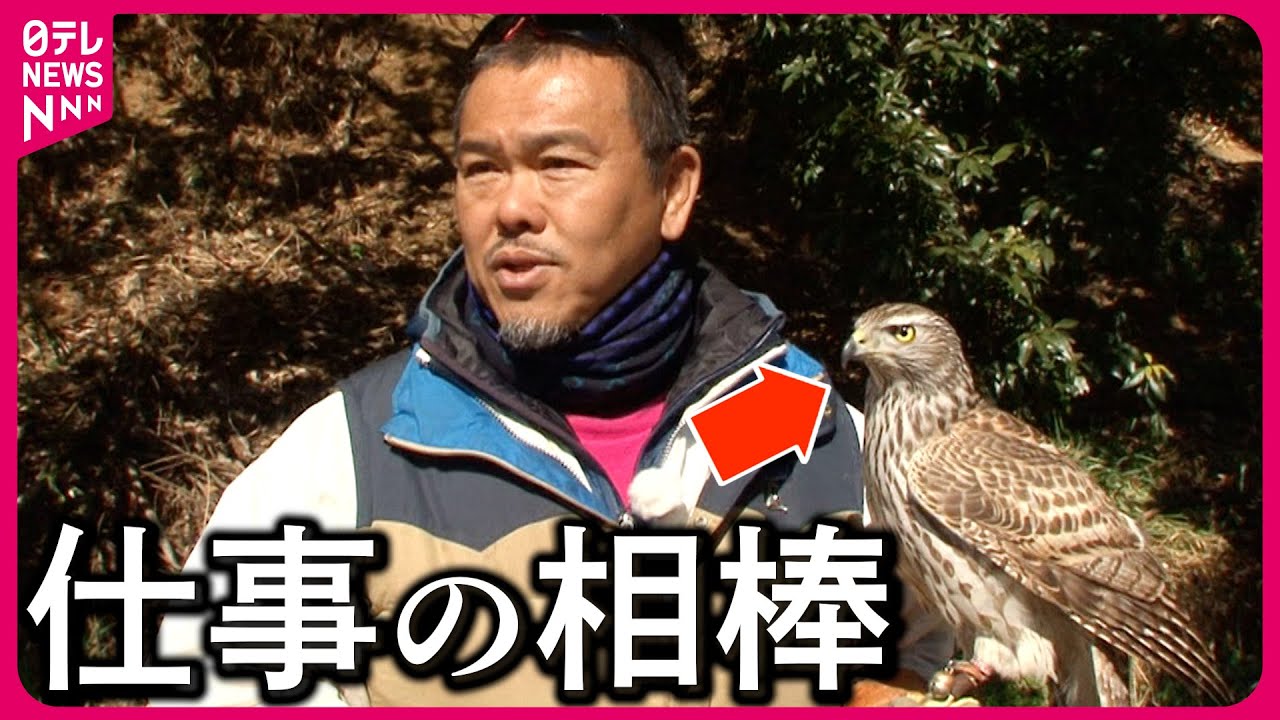 【依頼殺到】迷惑カラスを撃退!鷹匠の仕事＆大人が盛り上がる運動会をプロデュース「運動会屋」とは?『every.特集』