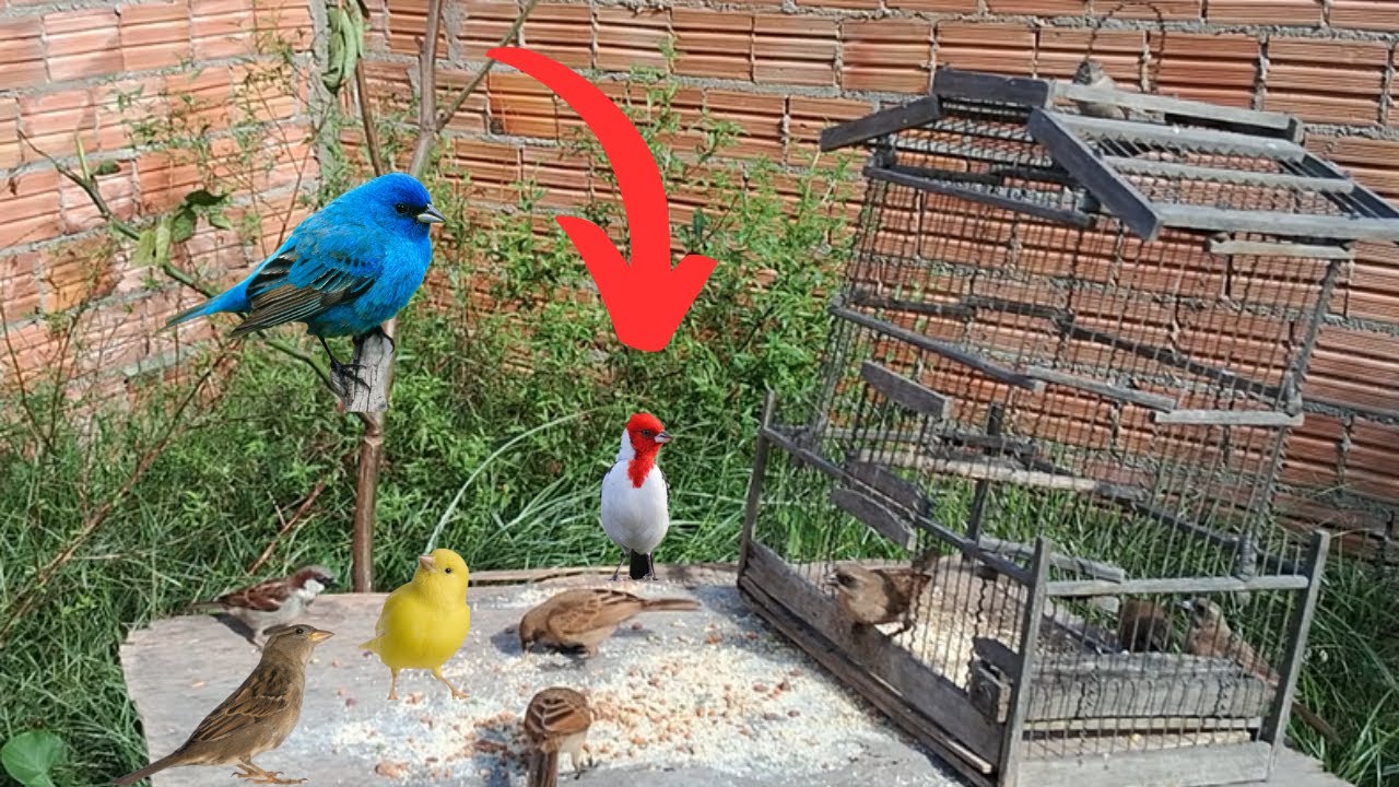 Armadilha Simples para Pegar Passarinho com porta da gaiola aberta sem Alçapão