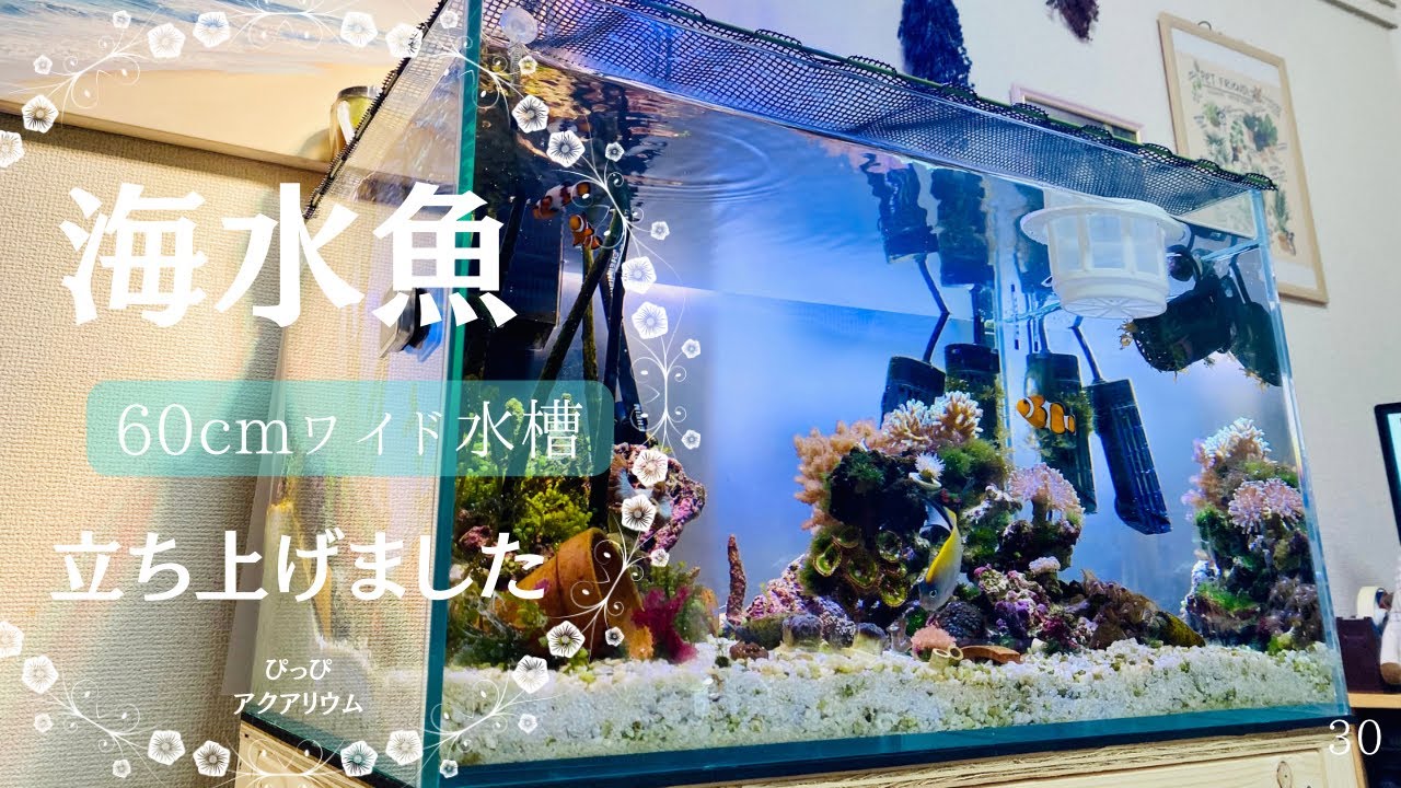 60cmワイド海水魚水槽立ち上げ✳︎ぴっぴアクアリウム✳︎2023年12月