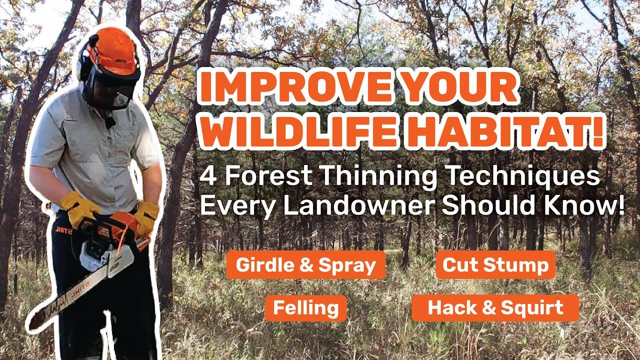 Thinning Trees w/ Forest Stand Improvement (FSI) - Girdle & Spray, Hack & Squirt, Felling, Cut Stump