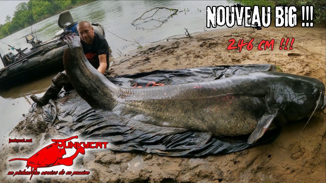 Un superbe géant de 246 cm !!! #junkycat#silure#verticale