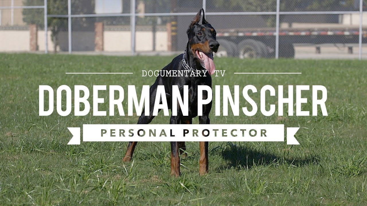 DOBERMAN PINSCHERS ARE GREAT PERSONAL PROTECTORS