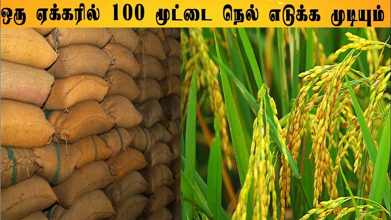 நெல் விவசாயத்தில் அதிக மகசூல்.ஆந்திர விவசாயி நாகரத்தினம் நாயுடு நடவு முறை.Gudivada Nagaratnam Naidu