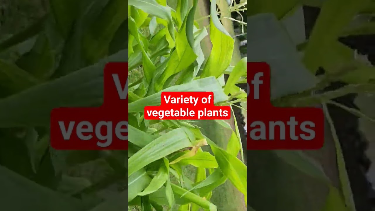 #vegetablesplants #bisayangdako