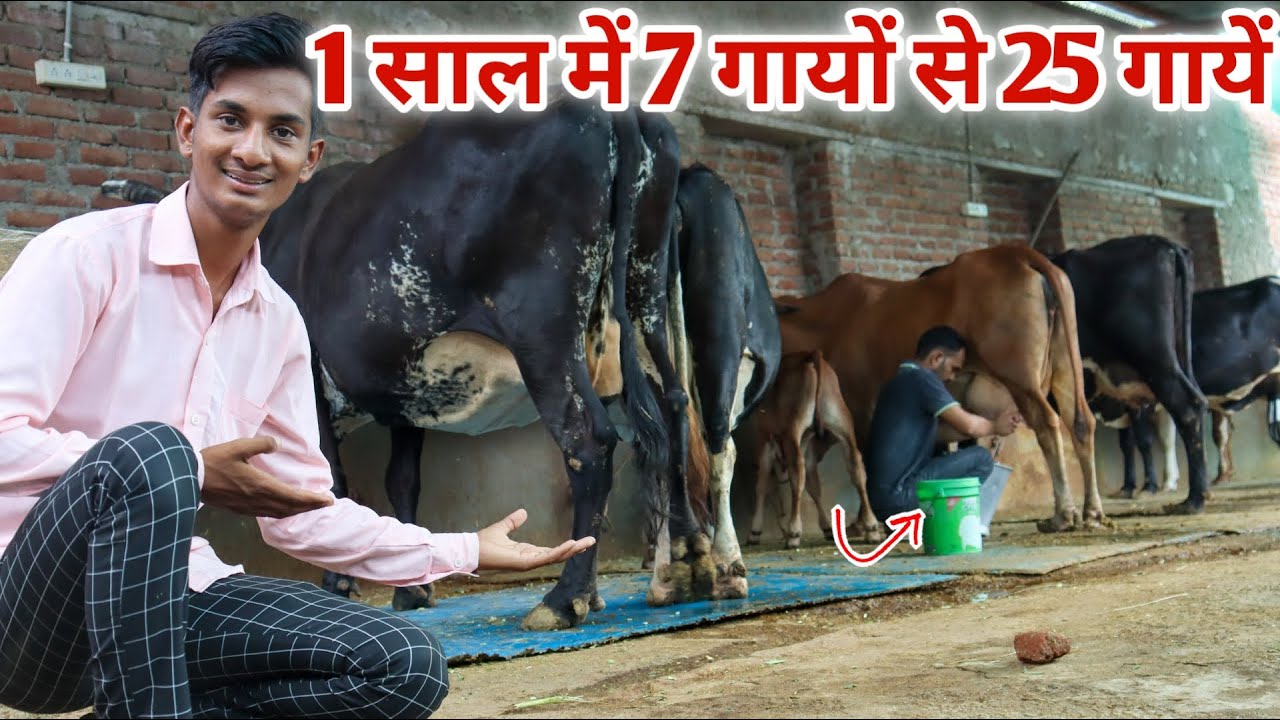 एक साल में 7 गायों से 25 गायों का डेयरी फार्म बनाया || successful dairy farming in India dairy farm