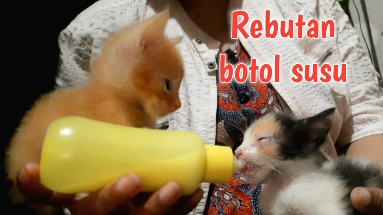Serunya bayi kucing berebut botol susu | Bayi kucing usia 2 bulan