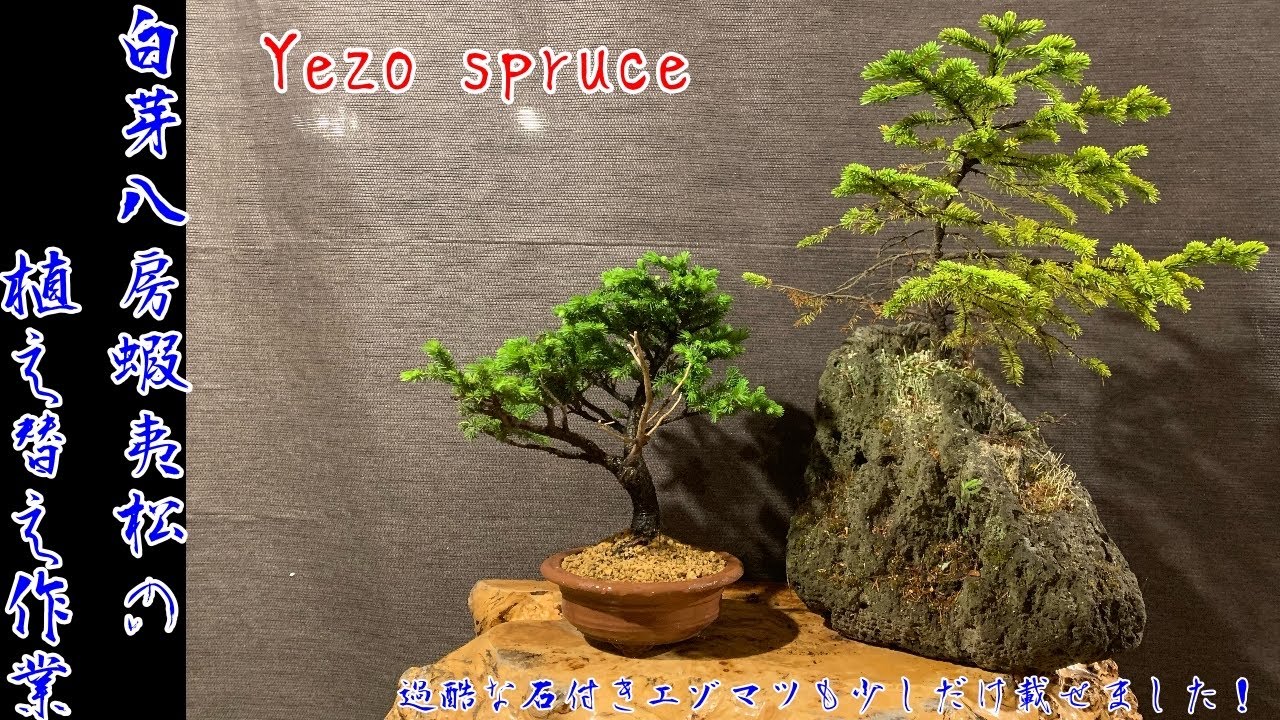 白芽八房蝦夷松の植え替え作業^ - ^過酷な石付きエゾマツも少しだけ載せました！Yezo spruce bonsai 盆栽　エゾマツ　石付き盆栽