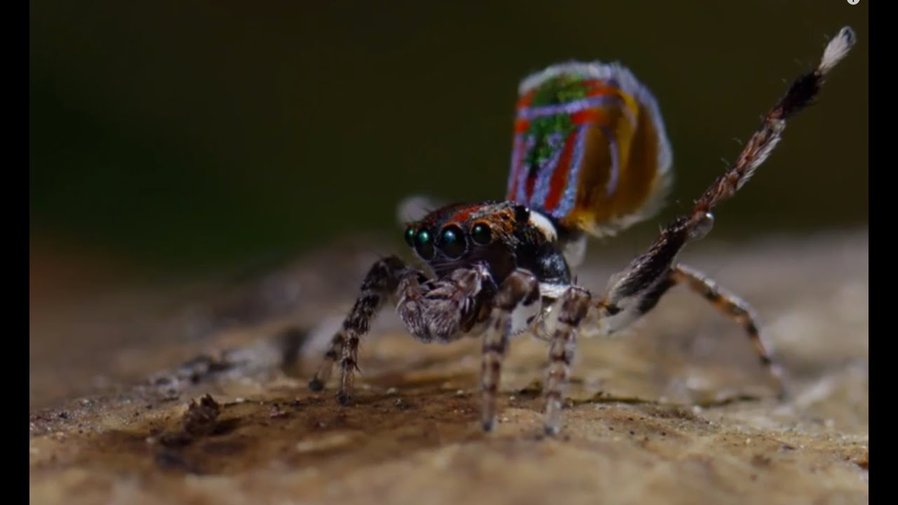 Spider Dances For His Life!! | Life Story | BBC