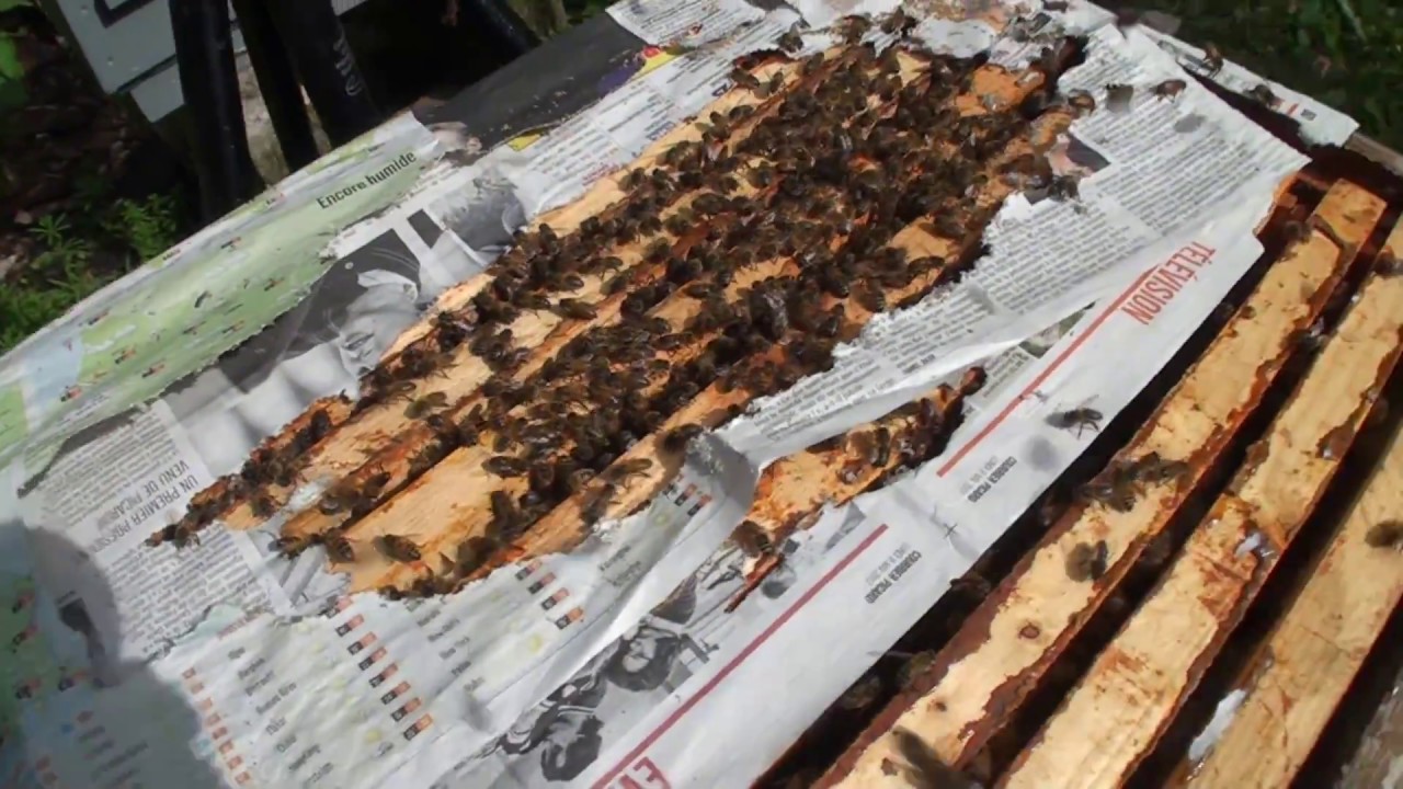 Abeilles.  Réunion de 2 colonies
