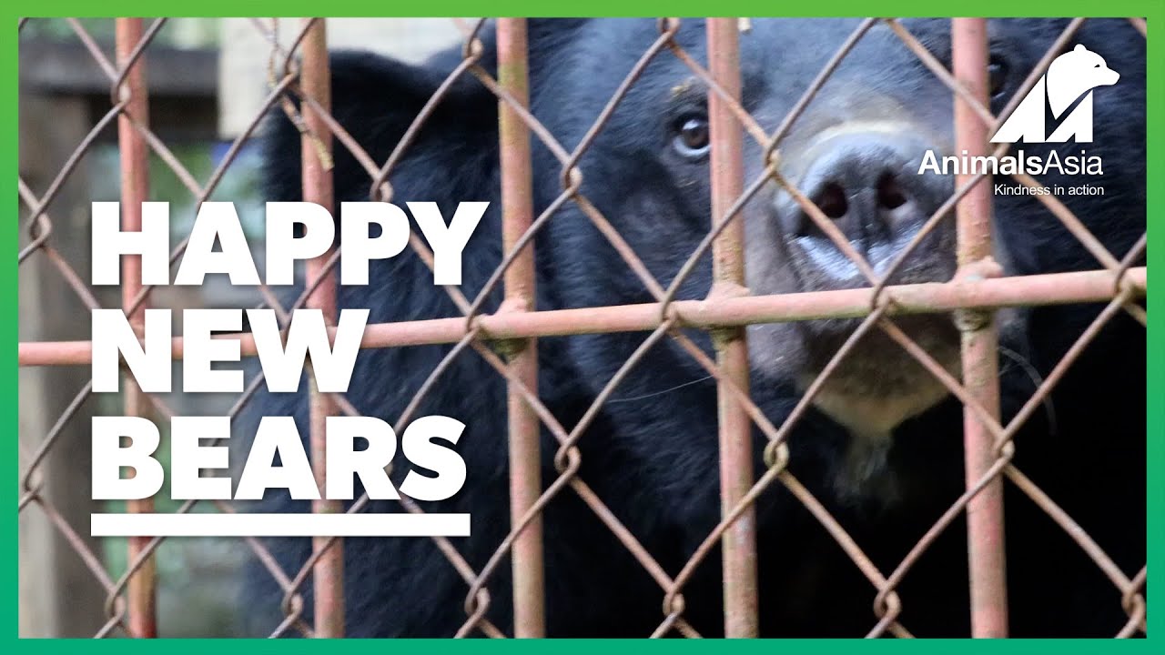 Two beautiful bears move to Animals Asia’s Vietnam sanctuary