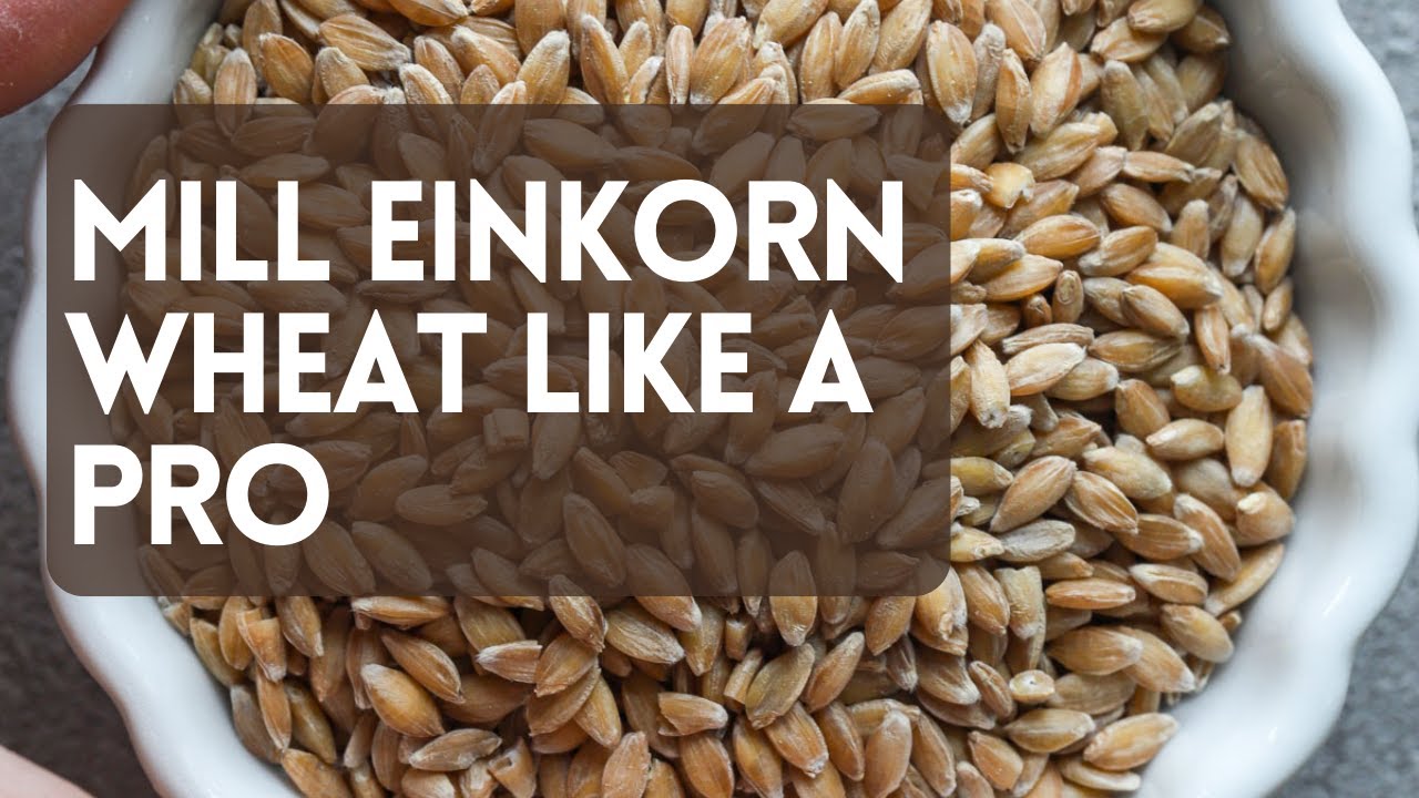 From Einkorn Wheat To Flour- A Home Milling Guide
