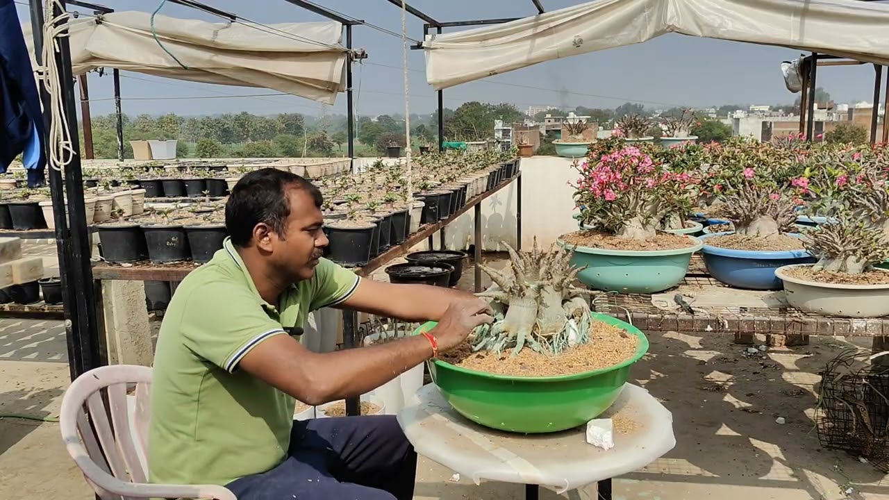 ऐसे रिपोट करे अडेनियम कभी रॉट नही होगा | How to repot Adenium to prevent it from rotting.
