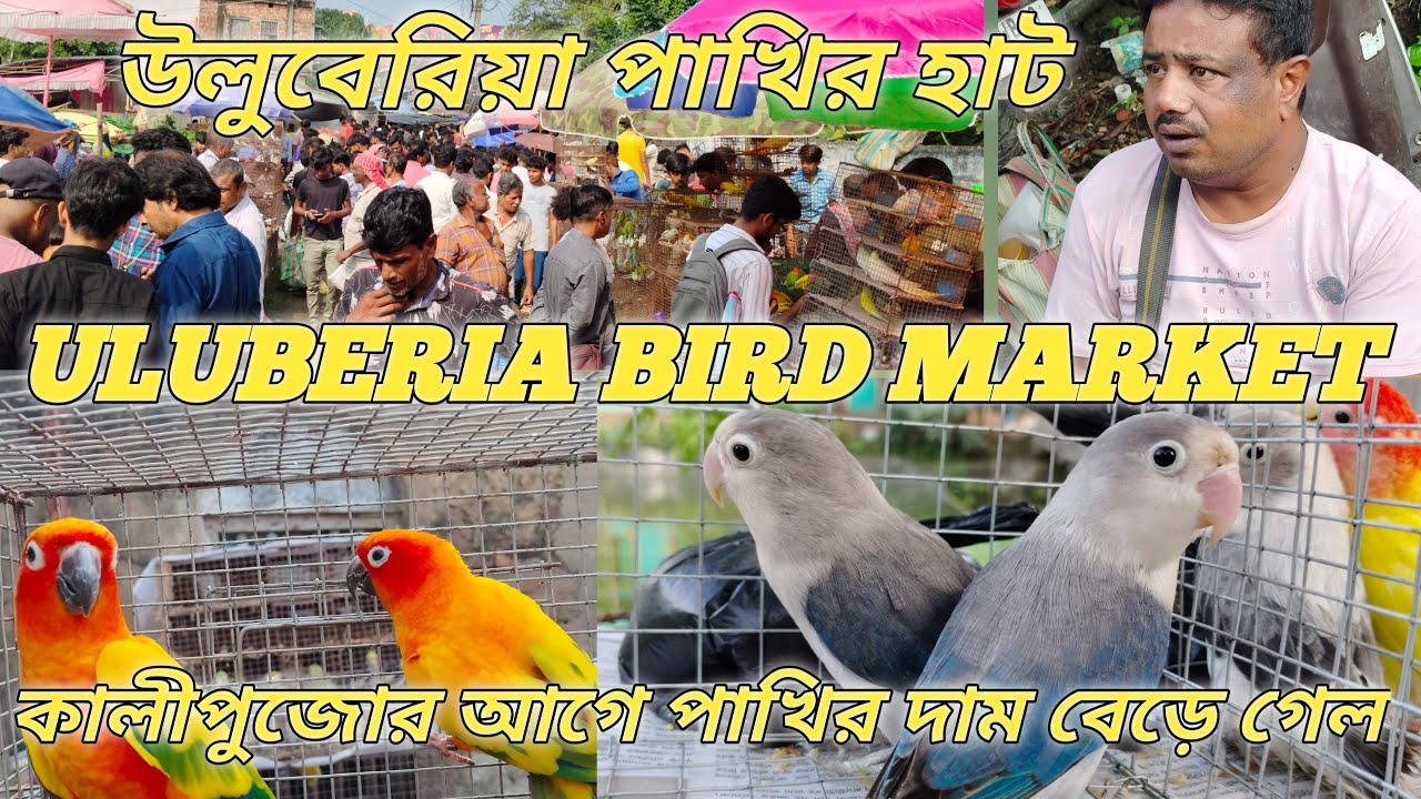 Uluberia Bird Market  Today All Bird Price Update 18th October 2025