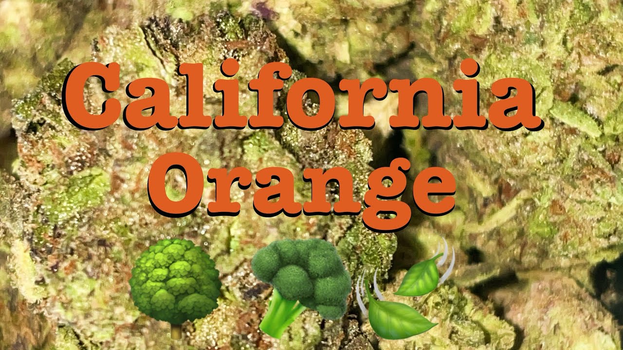 EXOTIC California Orange