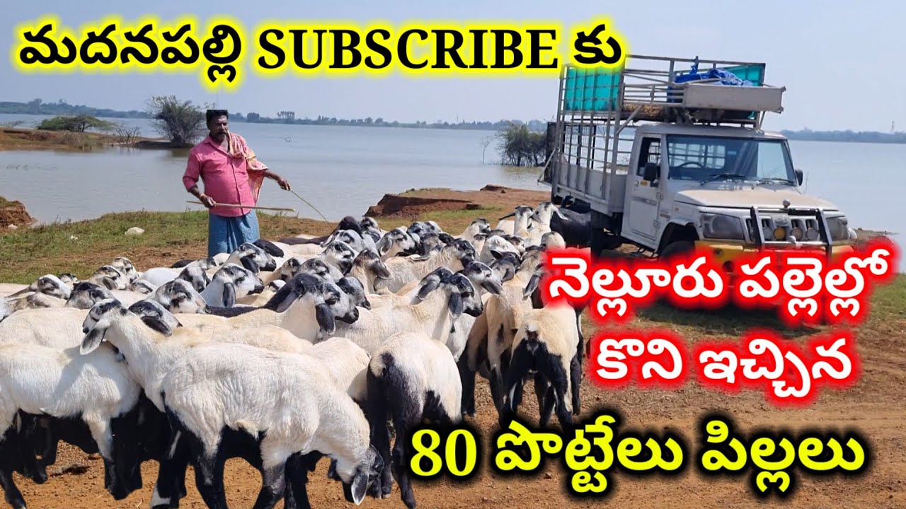 మదనపల్లె SUBSCRIBE కు పల్లెల్లో కొని ఇచ్చిన 80 నెల్లూరు జుడిపి పొట్టేలు పిల్లలు #sheep 