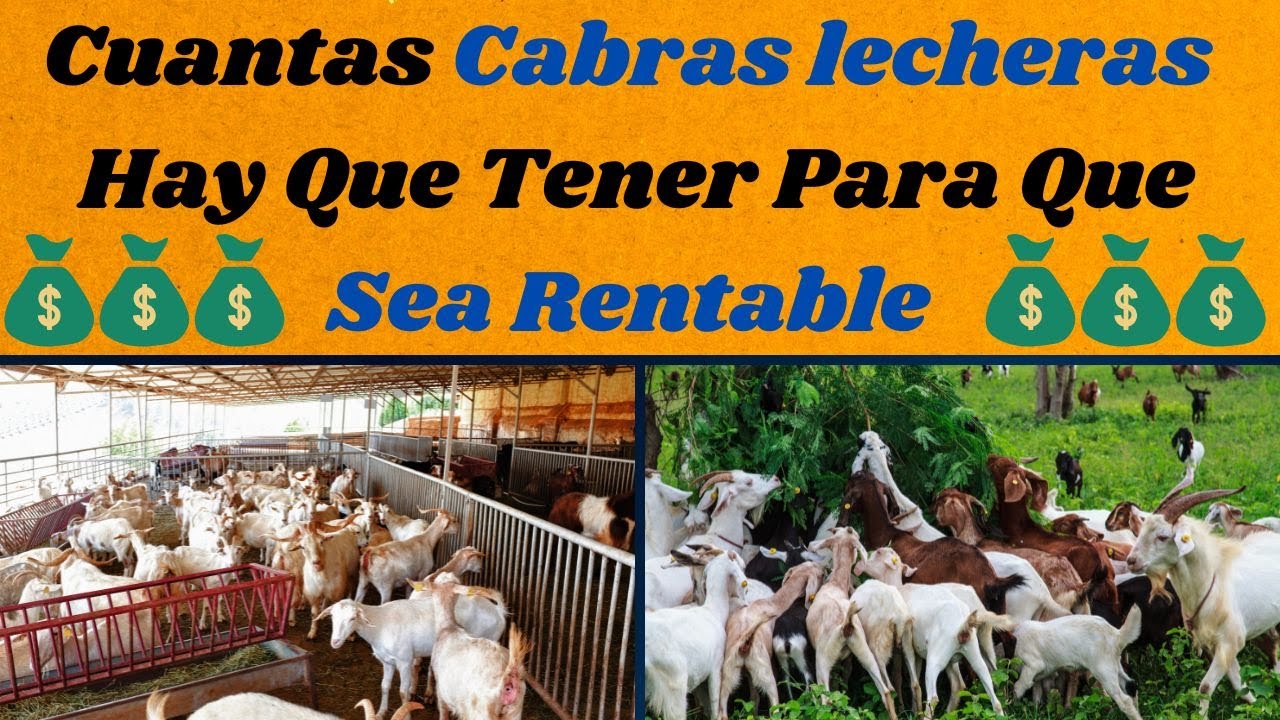 El secreto de las cabras lecheras para rentabilidad