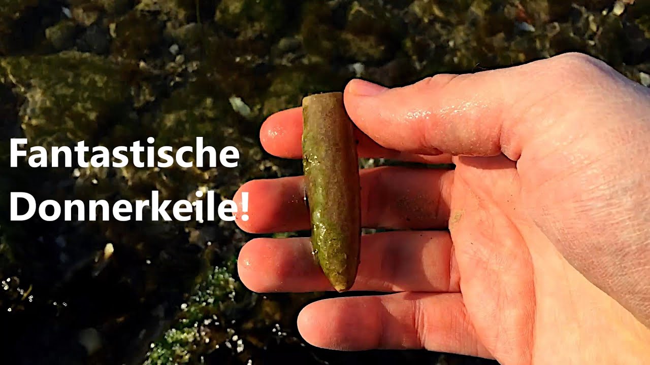 So viele Funde! Fossiliensuche an der Ostsee #2