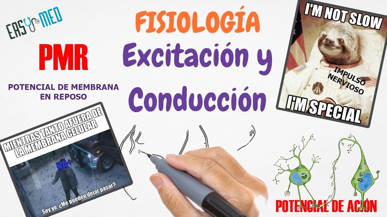 Fisiolog&iacute;a: Tejido Excitable - Nervios | Excitaci&oacute;n y Conducci&oacute;n - Potencial de Membrana en Reposo