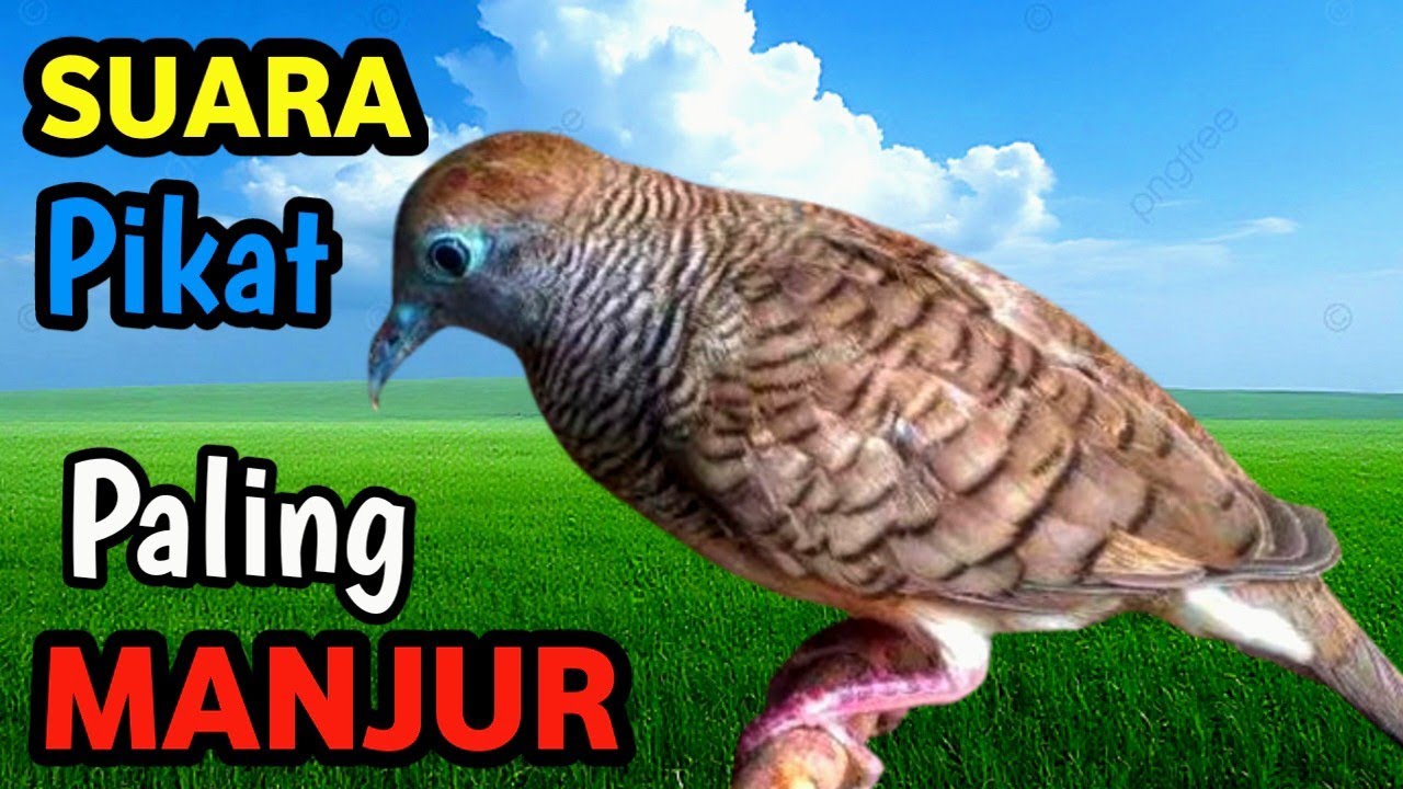 SUPER AMPUH! Masteran Perkutut Lokal + Suara Alam Sungai | Best Nature Therapy for Perkutut Champion