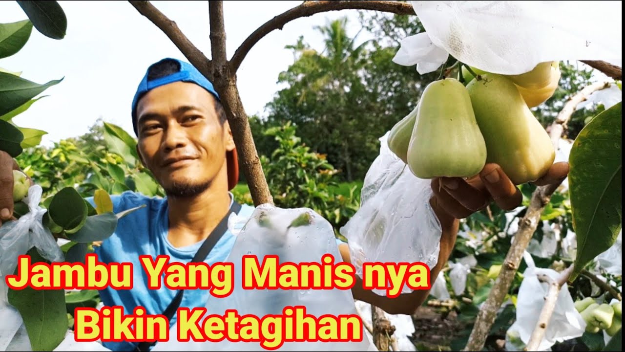 jambu Madu Deli Hijau berbuah sepanjang Tahun