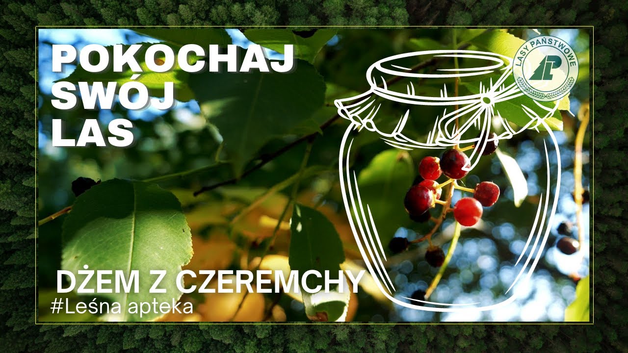 Czeremcha! Ma wiele zdrowotnych właściwości a my pokażemy jak zrobić z niej DŻEM? #Leśna apteka #27