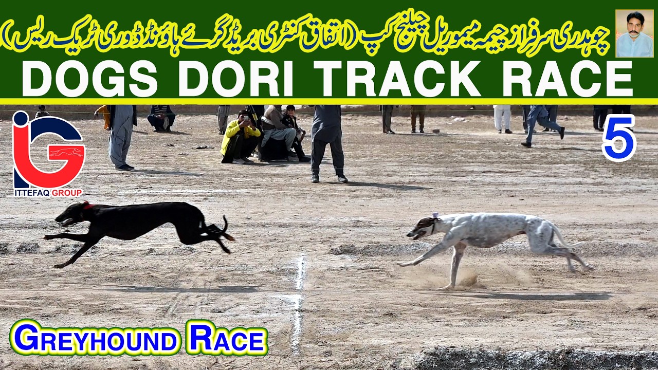 Dori Track Race || Ch. Sarfaraz (M) Challenge Cup 2026 || 5th Round || 11-02-26 #dog #viral #fyp