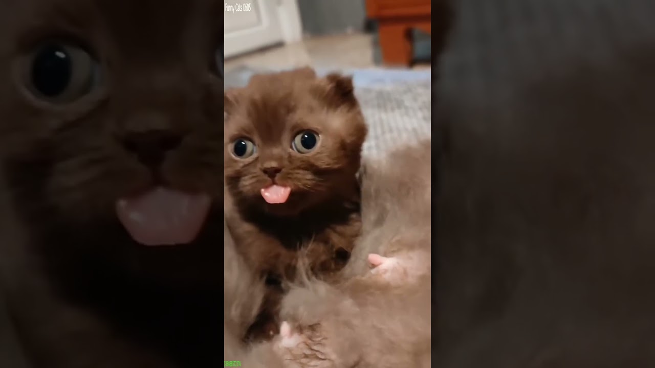Funny Cat 🐱 Funny Cat Videos 😹 # Ep 9519