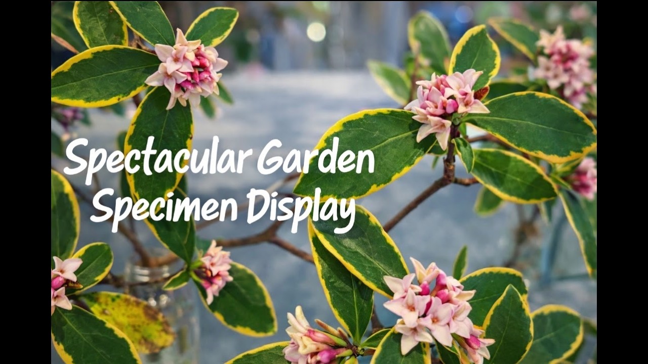 ATL Botanical Garden Flower & Garden Show – Part 2 | Specimen Plants, Garden Tour & Orchid Showcase