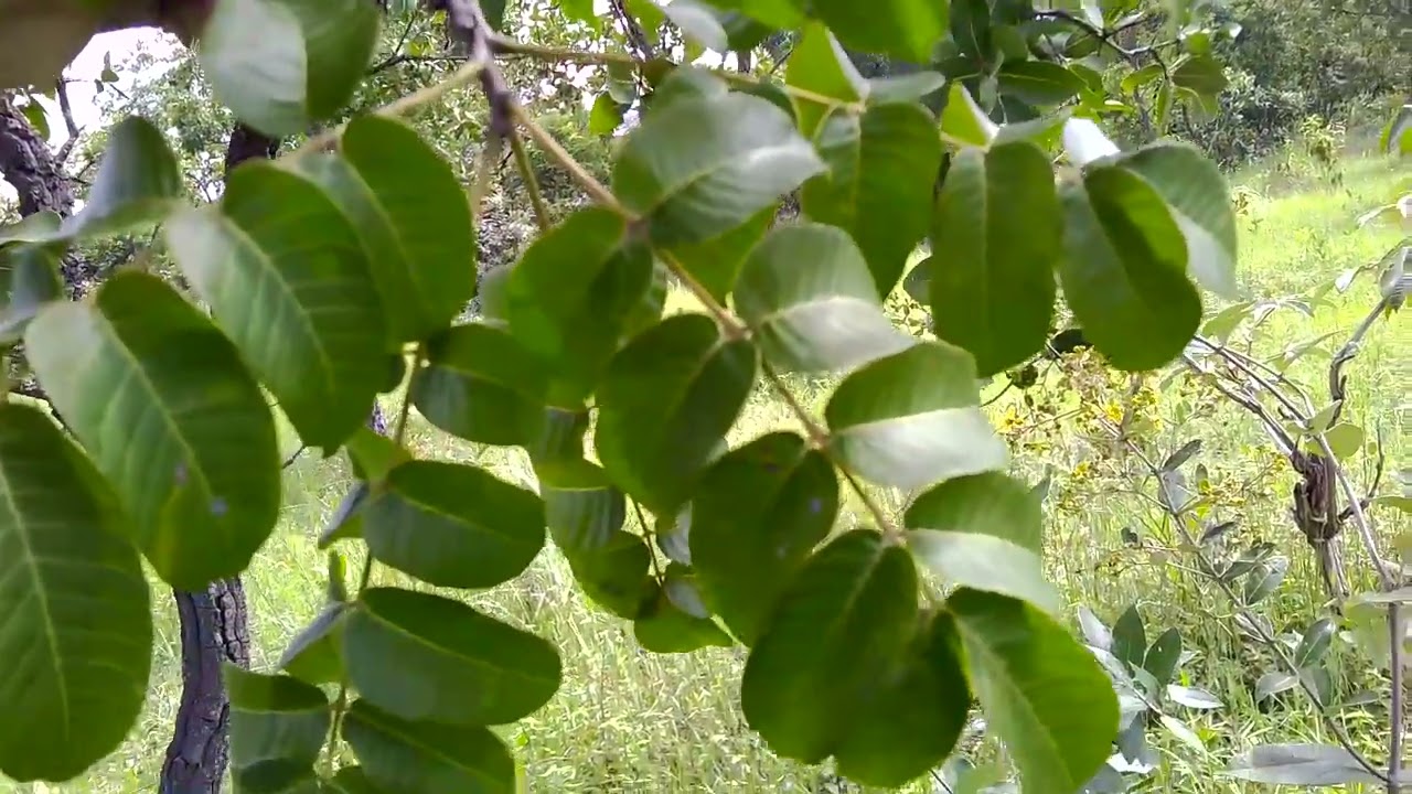 HEMORROIDAS, REUMATISMO E DIARREIA: CHÁ DE GONÇALO AVES