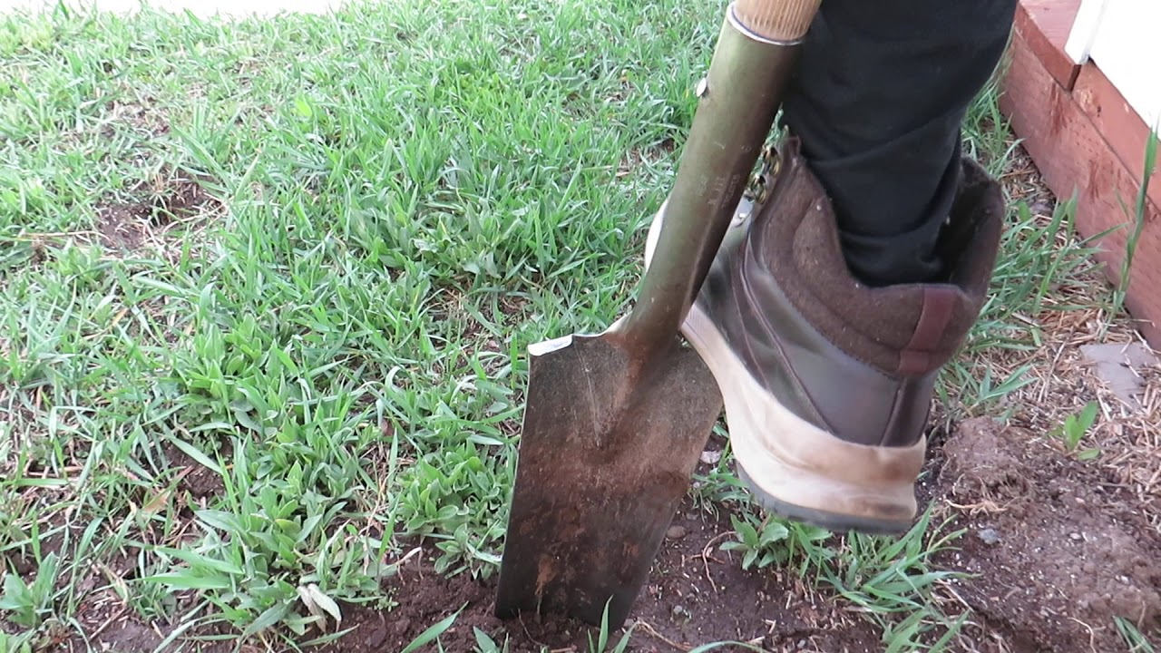 Taylor utilizing Silene Undulata, African Dream Root - MVI 2880
