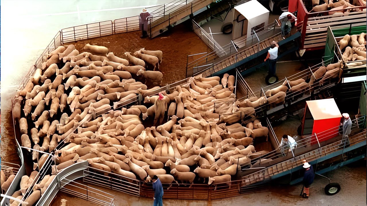 How Cattle Are Transported All Over The World. Modern Export Technology by Plane and Ship