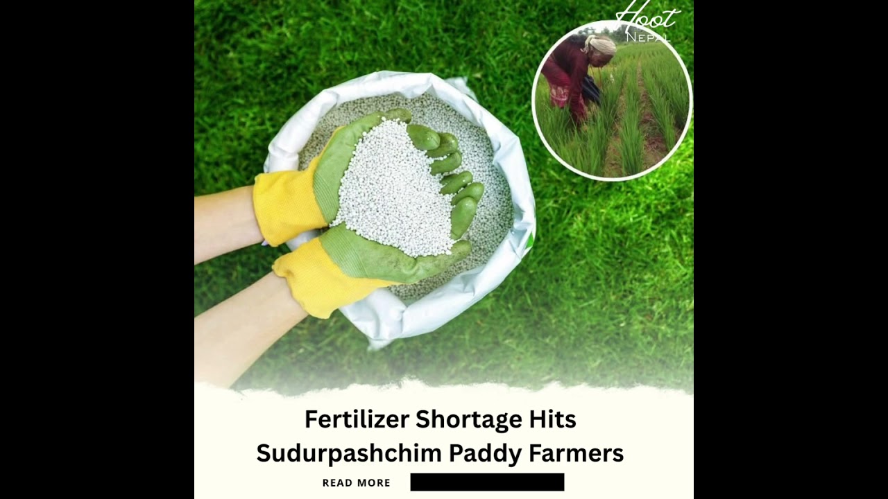 Fertilizer Shortage Hits Sudurpashchim Paddy Farmers