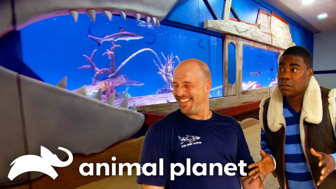 Super Fan Tracy Morgan Receives A Custom Tank! | Tanked | Animal Planet