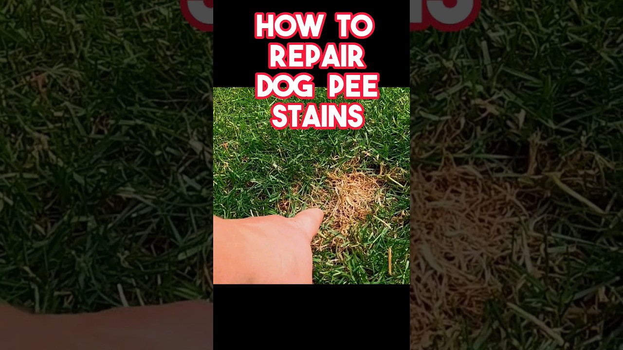 Fastest way to repair dog pee stains on any lawn