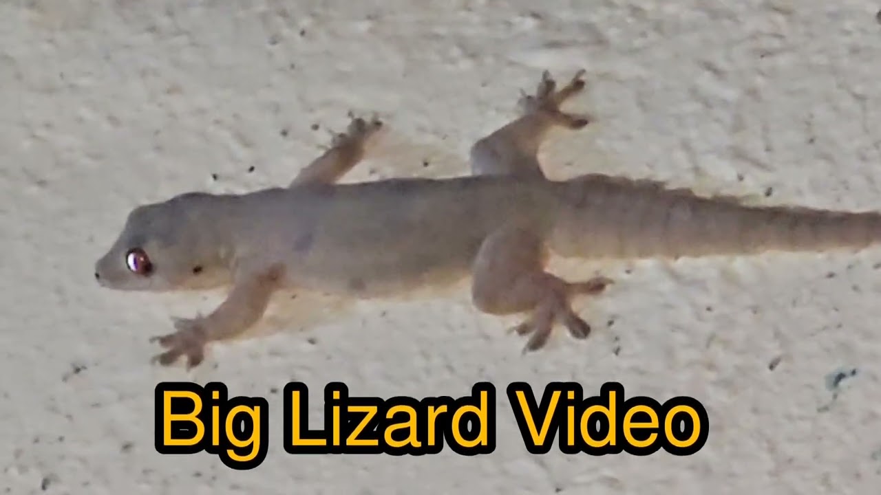 Big Lizard Video #gecko #lizard #Short 