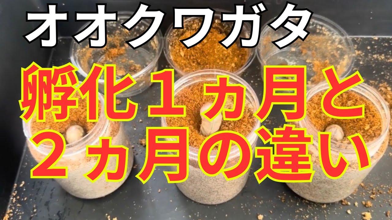 【オオクワガタ】1か月でこんなに大きく！？菌糸ビン交換