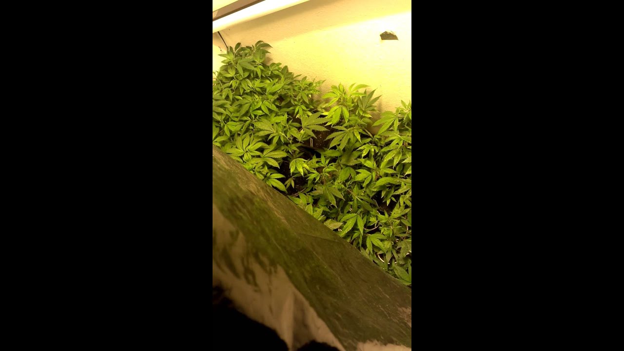Seaofgreen method