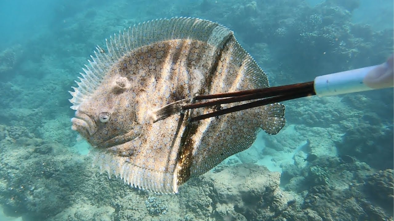 Spearing and Cooking a Peacock Flounder!