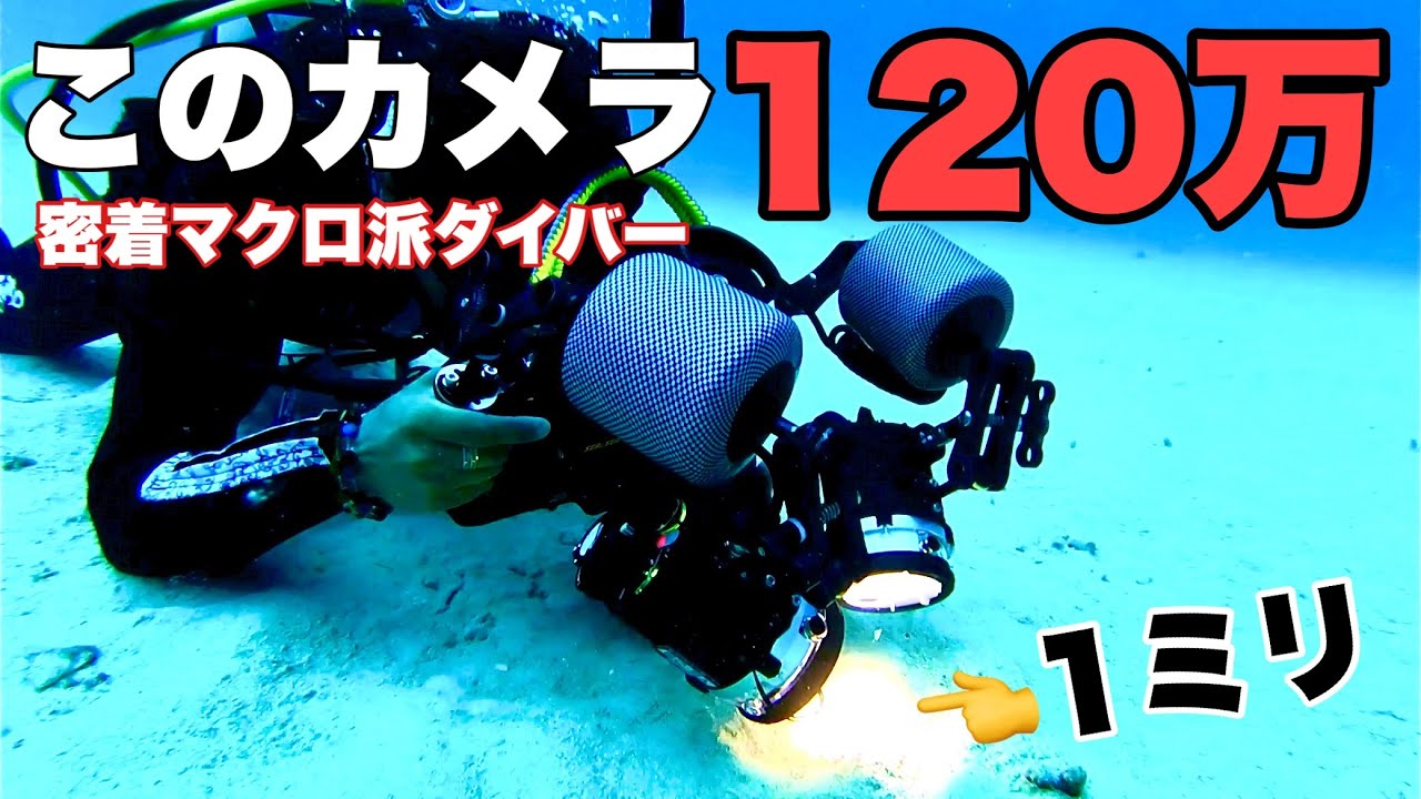 【マクロ】1ミリの生物を捜索する沖縄のダイビングに行ってきた結果。divercozy沖縄の潜水士コージー
