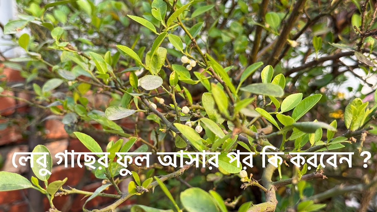 লেবু গাছের ফুল আসার পর কি করবেন বেশি ফলন পেতে ? Gardening Tips & Tricks 