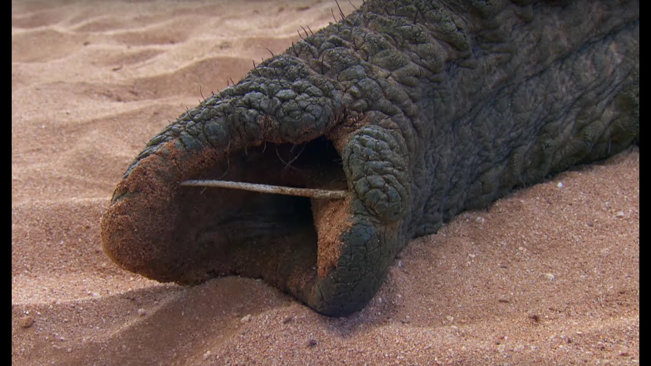 Agonising Wait For Elephant To Wake Up | This Wild Life | BBC