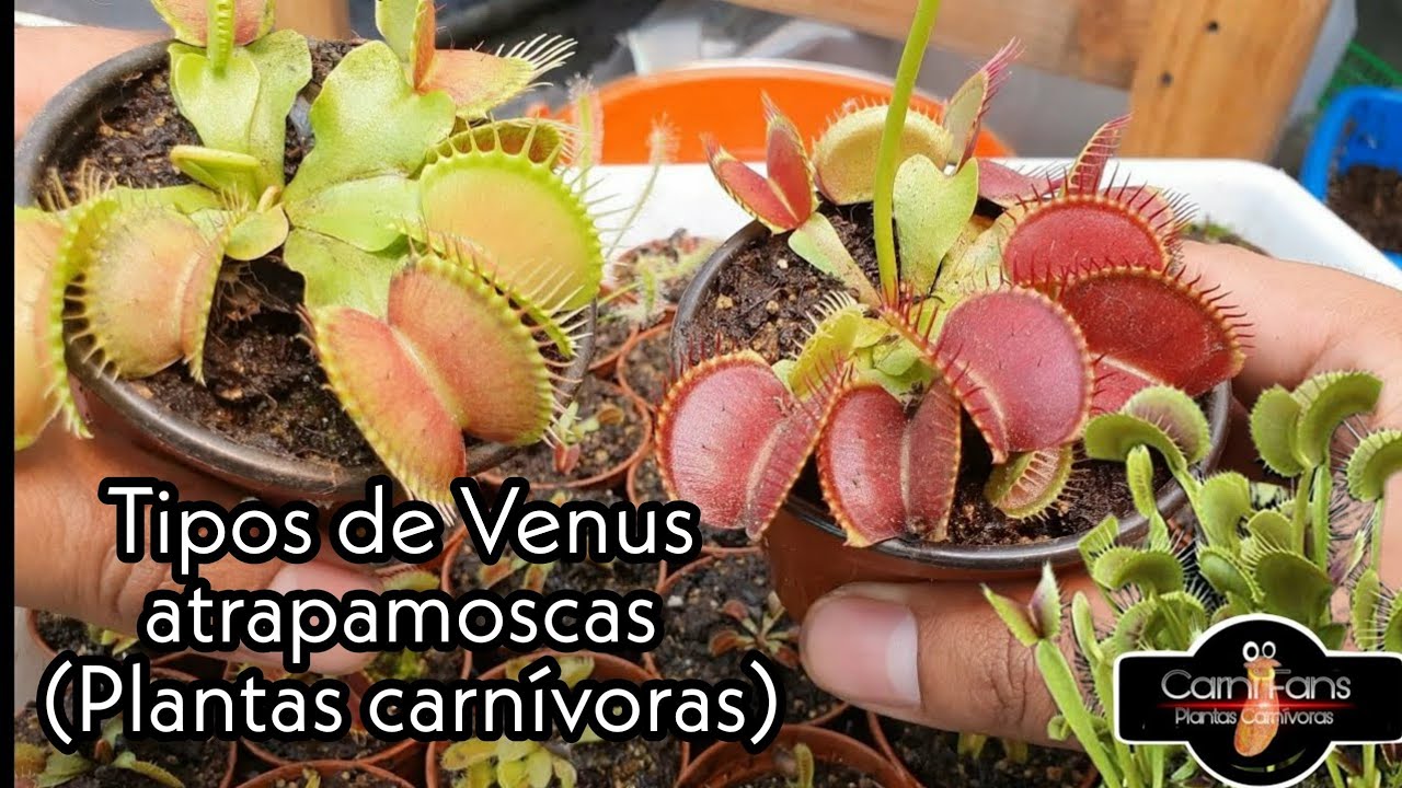 Plantas Carnívoras - Cultivares  de Dionaea Muscipula