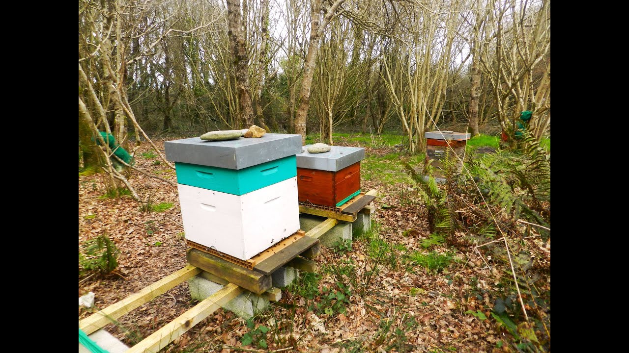 Ruche exceptionnelle 20 mars remplie de nectar de couvain Visite de printemps abeilles de la forêt